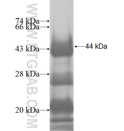 DNPEP fusion protein Ag7060 SDS-PAGE