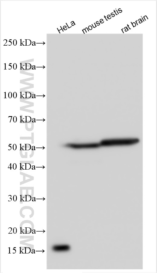 Western Blot (WB) analysis of various lysates using DOC2A Polyclonal antibody (20575-1-AP)