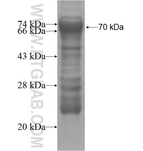 DOC2A fusion protein Ag4876 SDS-PAGE