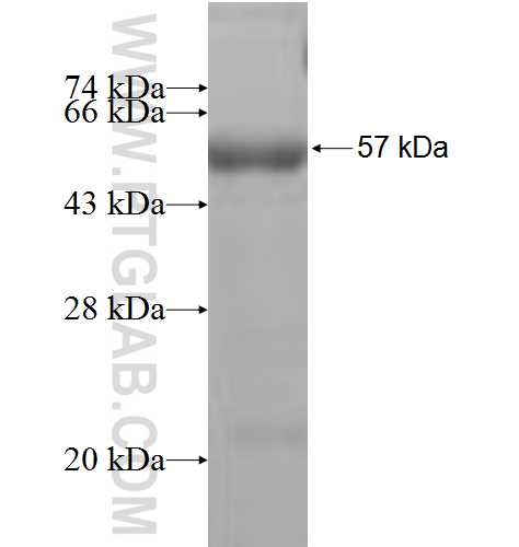 DOC2A fusion protein Ag5415 SDS-PAGE