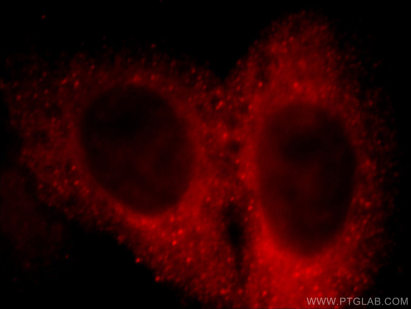 Immunofluorescence (IF) / fluorescent staining of HepG2 cells using DOC2B Polyclonal antibody (20574-1-AP)