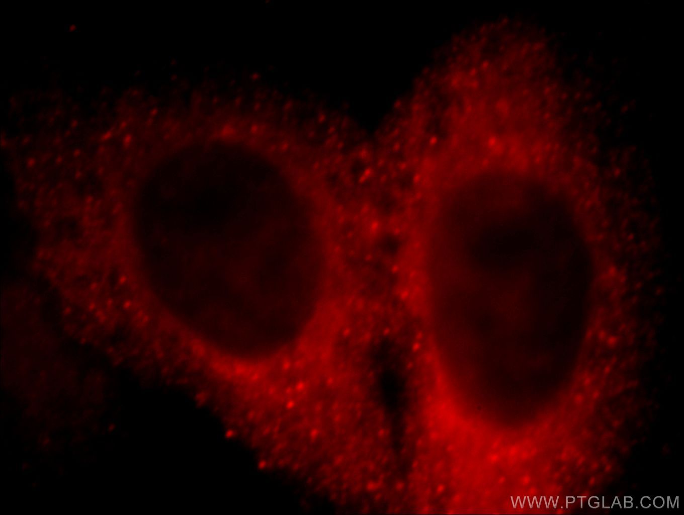 Immunofluorescence (IF) / fluorescent staining of HepG2 cells using DOC2B Polyclonal antibody (20574-1-AP)