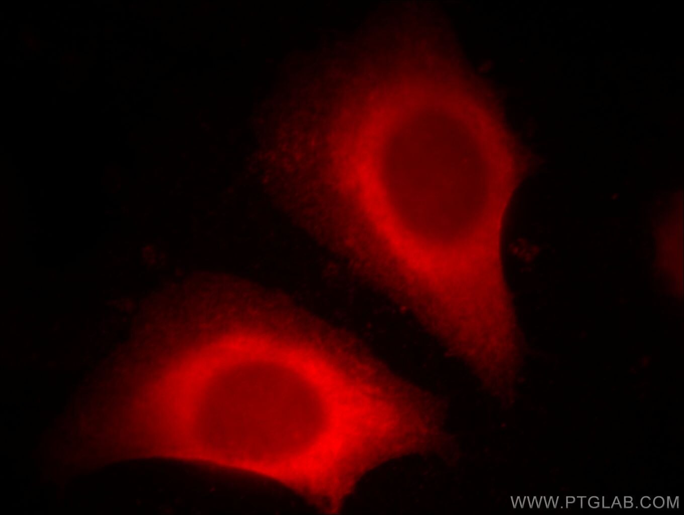 Immunofluorescence (IF) / fluorescent staining of HeLa cells using DOC2B Polyclonal antibody (20574-1-AP)