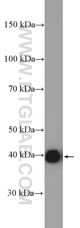 Western Blot (WB) analysis of HEK-293 cells using DOC2B Polyclonal antibody (20574-1-AP)