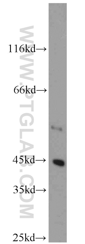 Western Blot (WB) analysis of mouse brain tissue using DOC2B Polyclonal antibody (20574-1-AP)