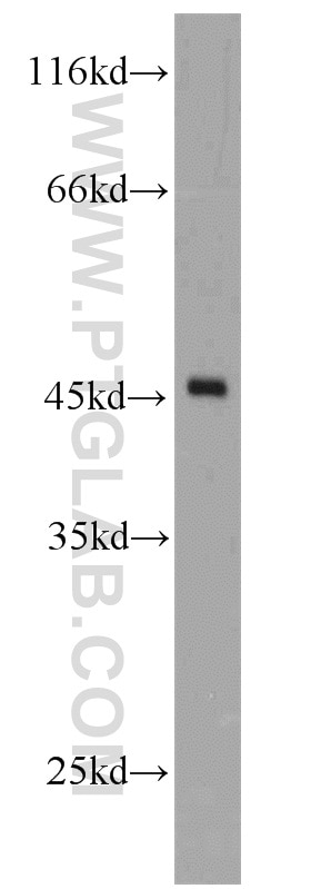 Western Blot (WB) analysis of mouse kidney tissue using DOC2B Polyclonal antibody (20574-1-AP)