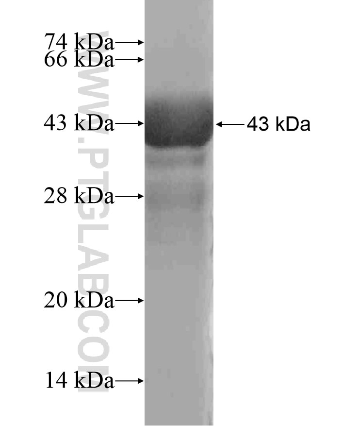DOC2B fusion protein Ag18584 SDS-PAGE