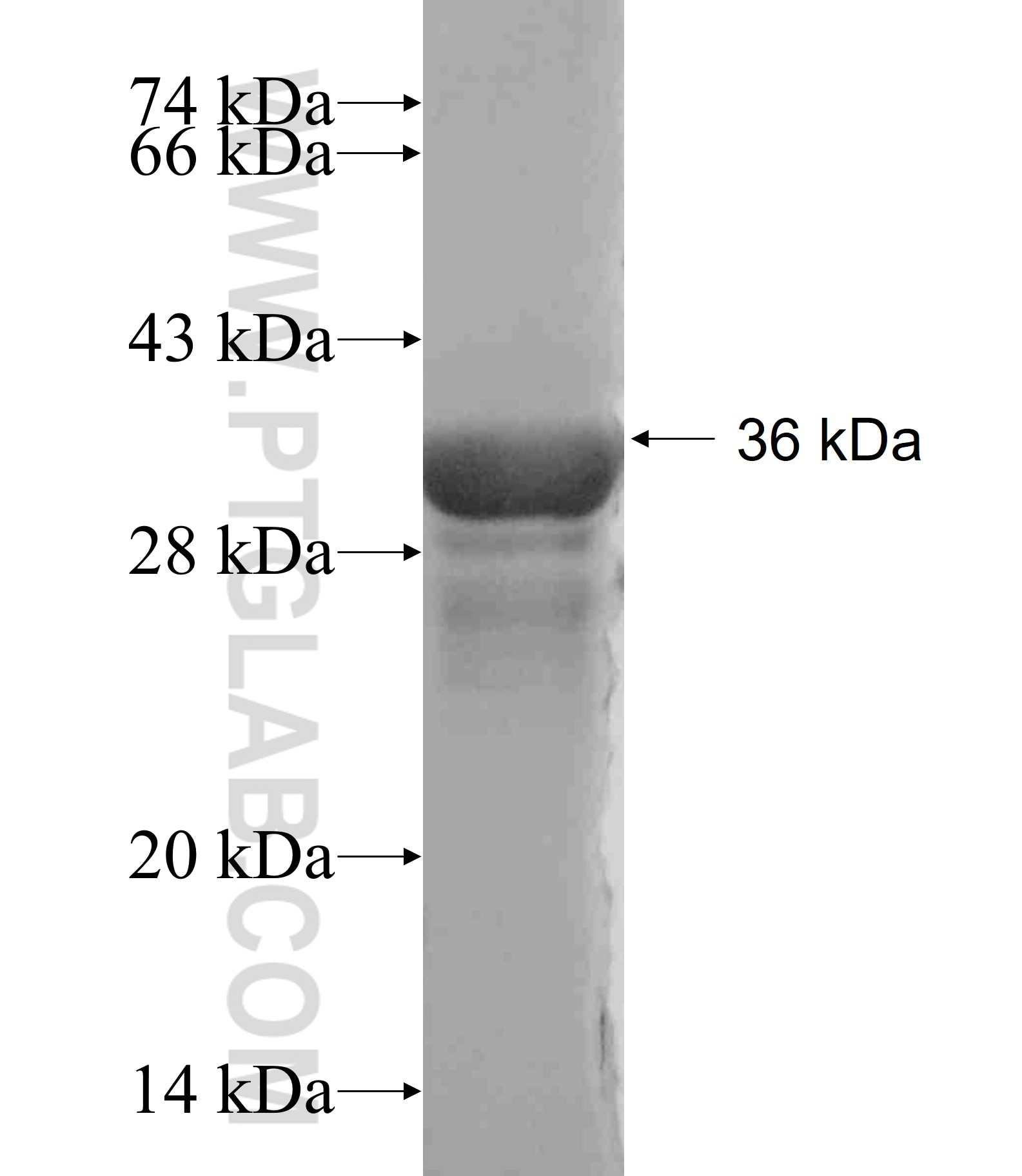 DOC2B fusion protein Ag18584 SDS-PAGE