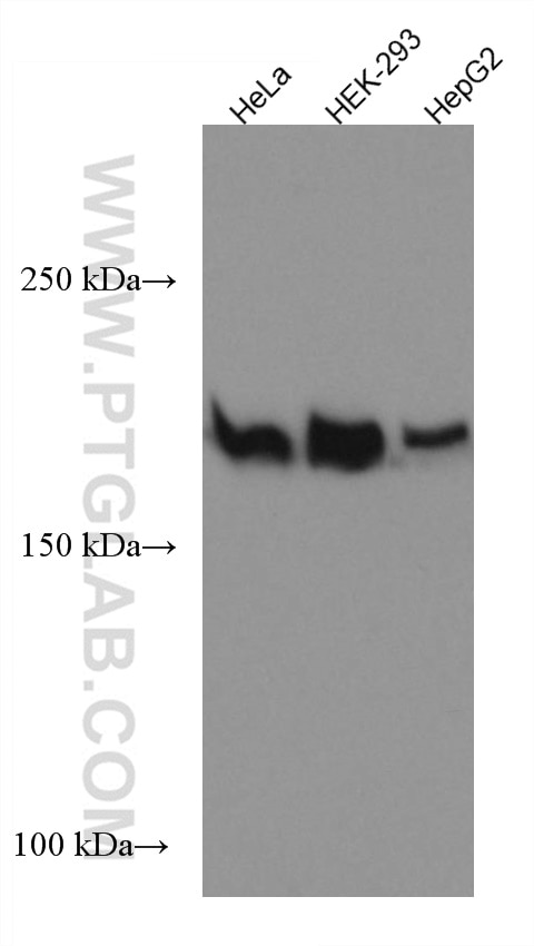 Western Blot (WB) analysis of various lysates using DOCK1 Monoclonal antibody (67296-1-Ig)