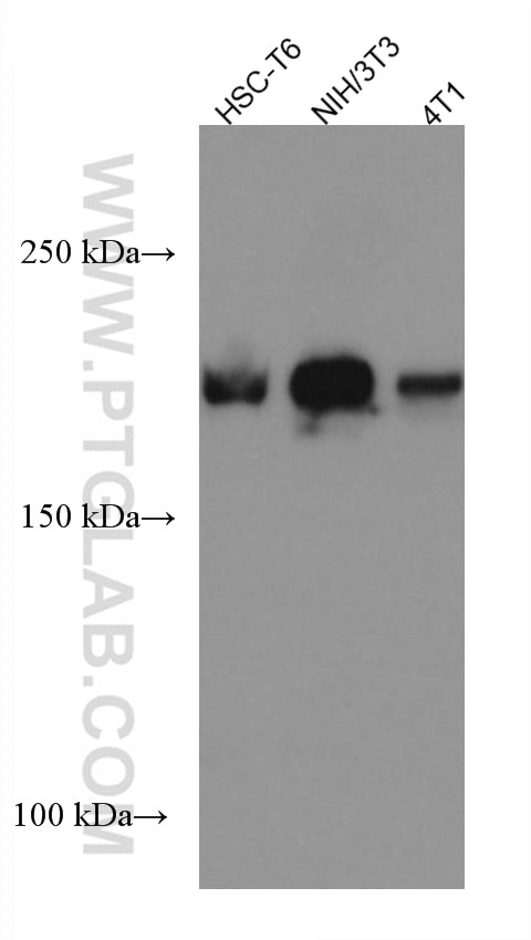 Western Blot (WB) analysis of various lysates using DOCK1 Monoclonal antibody (67296-1-Ig)