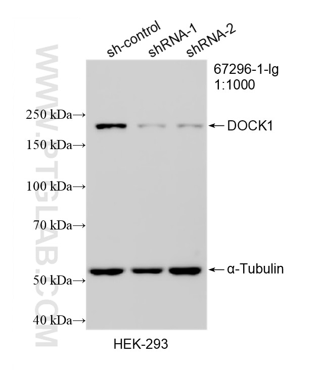 WB result of DOCK1 antibody (67296-1-Ig; 1:1000; incubated at room temperature for 1.5 hours) with sh-Control and sh-DOCK1 transfected HEK-293 cells. Western Blot (WB) analysis of HEK-293 cells using DOCK1 Monoclonal antibody (67296-1-Ig)