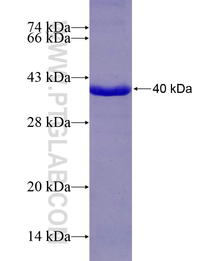 DOCK1 fusion protein Ag18069 SDS-PAGE