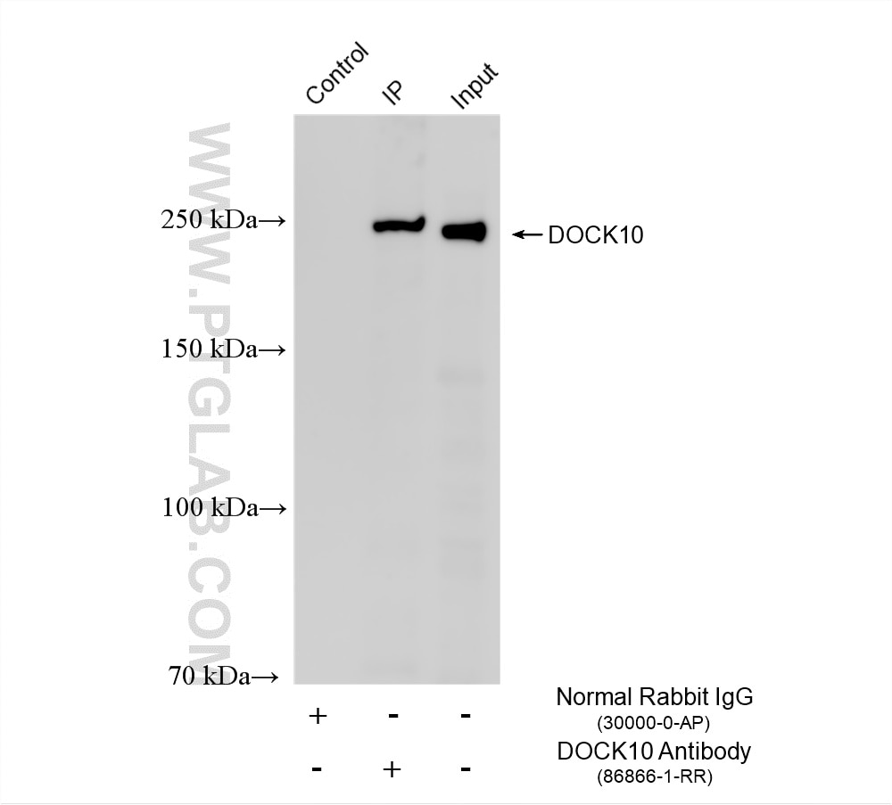 Immunoprecipitation (IP) experiment of HeLa cells using DOCK10 Recombinant monoclonal antibody (86866-1-RR)
