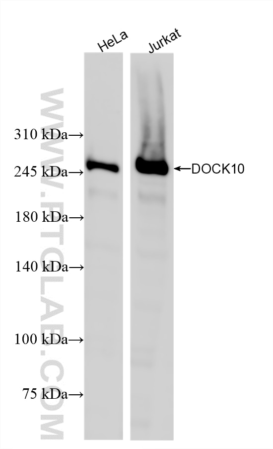 Western Blot (WB) analysis of various lysates using DOCK10 Recombinant monoclonal antibody (86866-1-RR)