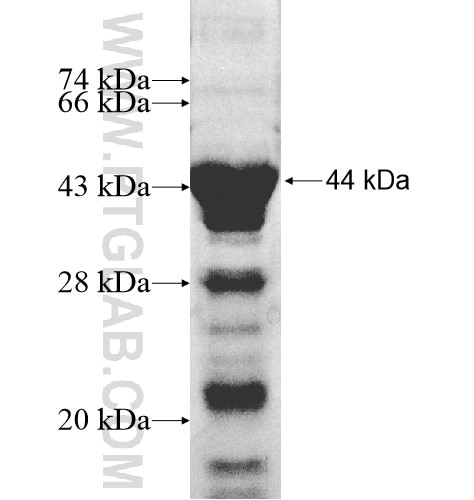 DOCK10 fusion protein Ag10486 SDS-PAGE