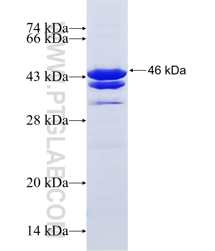 DOCK10 fusion protein Ag10486 SDS-PAGE