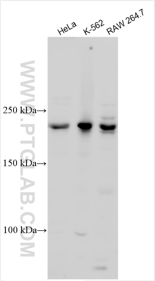 Western Blot (WB) analysis of various lysates using DOCK11 Polyclonal antibody (31993-1-AP)