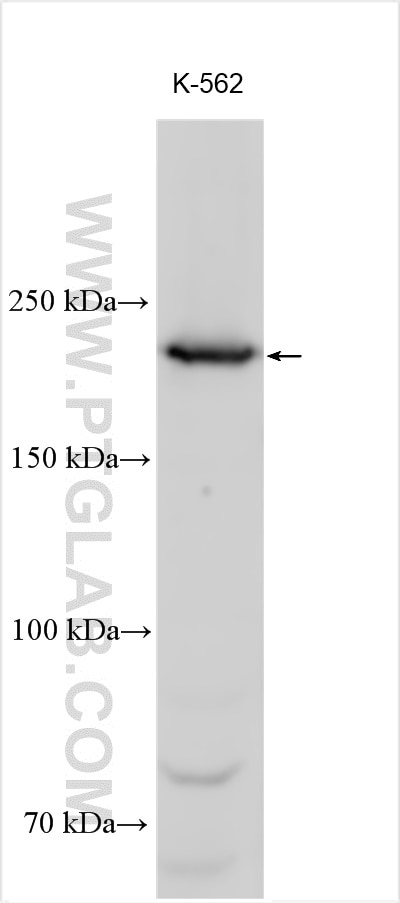 Western Blot (WB) analysis of various lysates using DOCK11 Polyclonal antibody (55412-1-AP)
