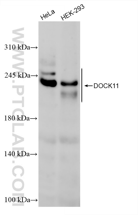 Western Blot (WB) analysis of various lysates using DOCK11 Recombinant antibody (85022-3-RR)