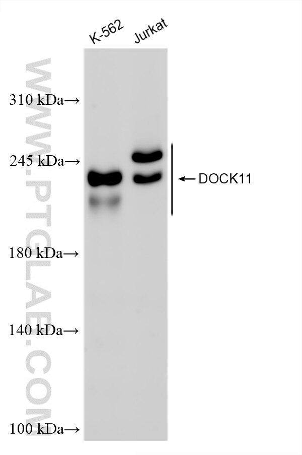 Western Blot (WB) analysis of various lysates using DOCK11 Recombinant antibody (85022-3-RR)