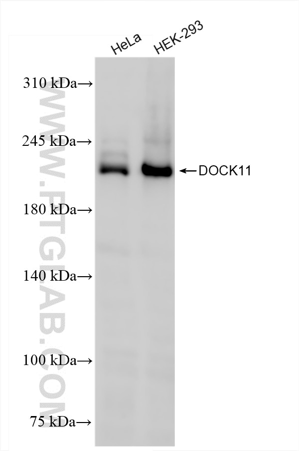 Various lysates were subjected to SDS PAGE followed by western blot with 85022-3-RR (DOCK11 antibody) at dilution of 1:3000 incubated at room temperature for 1.5 hours. This data was developed using the same antibody clone with 85022-3-PBS in a different storage buffer formulation. Western Blot (WB) analysis of various lysates using DOCK11 Recombinant antibody (85022-3-RR)
