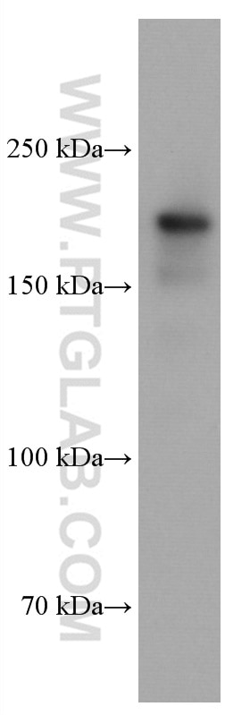 Western Blot (WB) analysis of Jurkat cells using DOCK2 Monoclonal antibody (66969-1-Ig)
