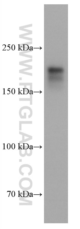 Western Blot (WB) analysis of Ramos cells using DOCK2 Monoclonal antibody (66969-1-Ig)