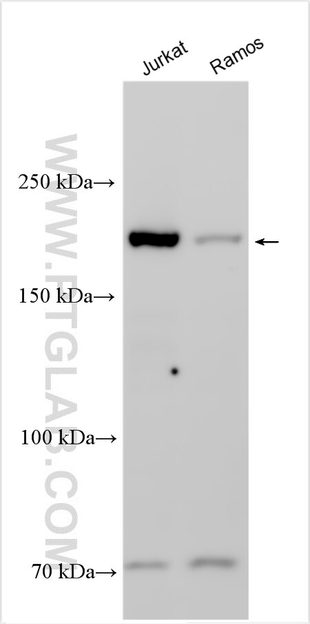 Western Blot (WB) analysis of various lysates using DOCK2-Specific Polyclonal antibody (20245-1-AP)