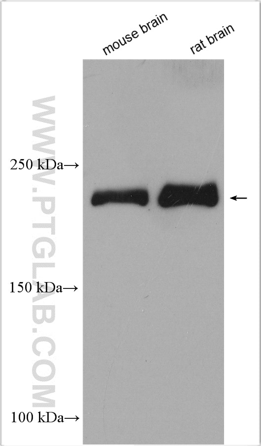 Western Blot (WB) analysis of various lysates using DOCK3; MOCA Polyclonal antibody (20683-1-AP)