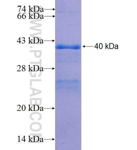DOCK4 fusion protein Ag25946 SDS-PAGE