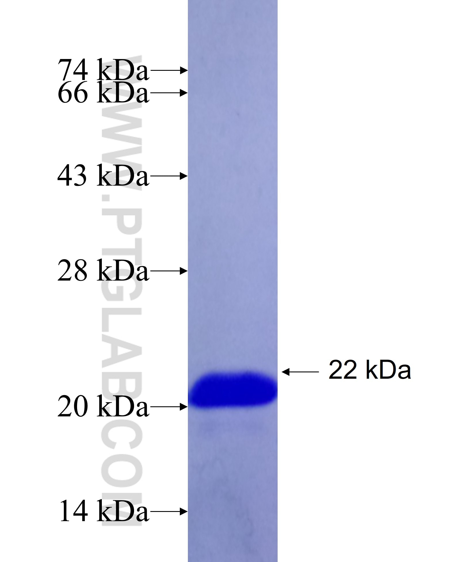 DOCK4 fusion protein Ag25965 SDS-PAGE