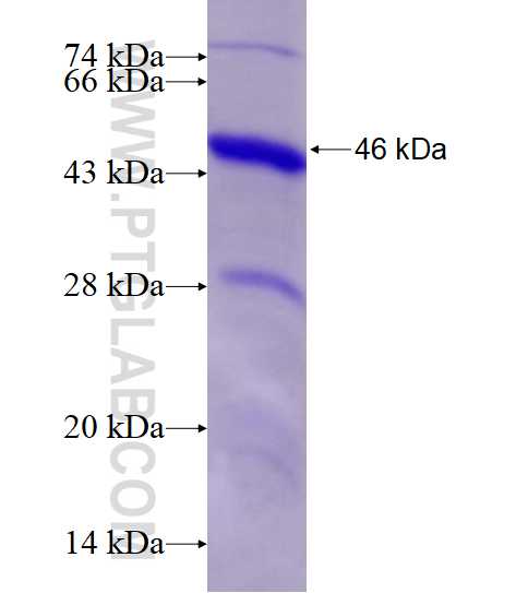 DOCK4 fusion protein Ag16498 SDS-PAGE