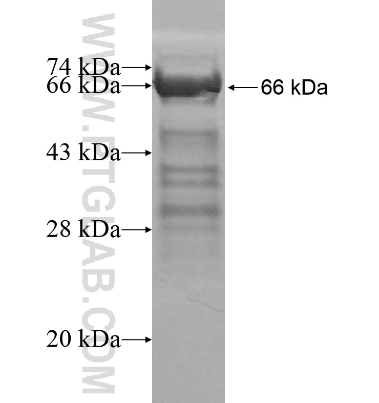DOCK4 fusion protein Ag16516 SDS-PAGE