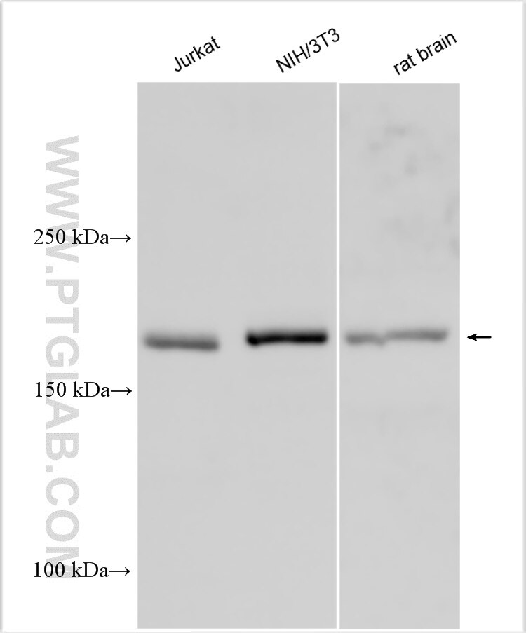 Western Blot (WB) analysis of various lysates using DOCK5 Polyclonal antibody (29938-1-AP)
