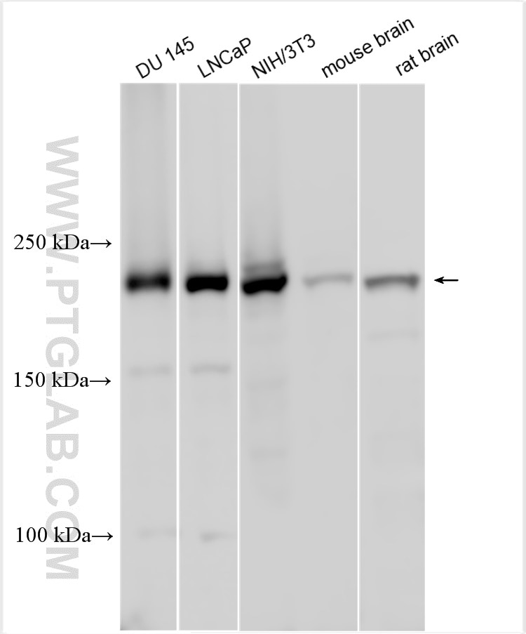 Western Blot (WB) analysis of various lysates using DOCK5 Polyclonal antibody (29938-1-AP)