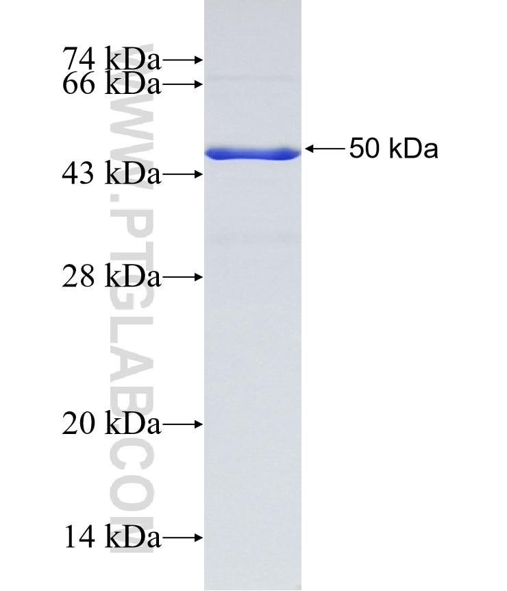 DOCK5 fusion protein Ag32193 SDS-PAGE