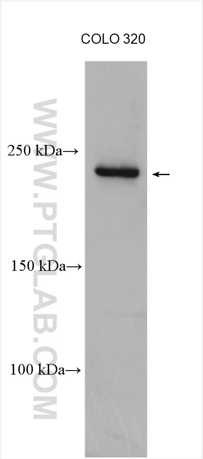 Western Blot (WB) analysis of various lysates using DOCK6 Polyclonal antibody (25087-1-AP)