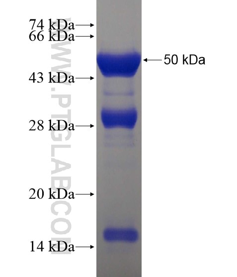 DOCK6 fusion protein Ag18901 SDS-PAGE