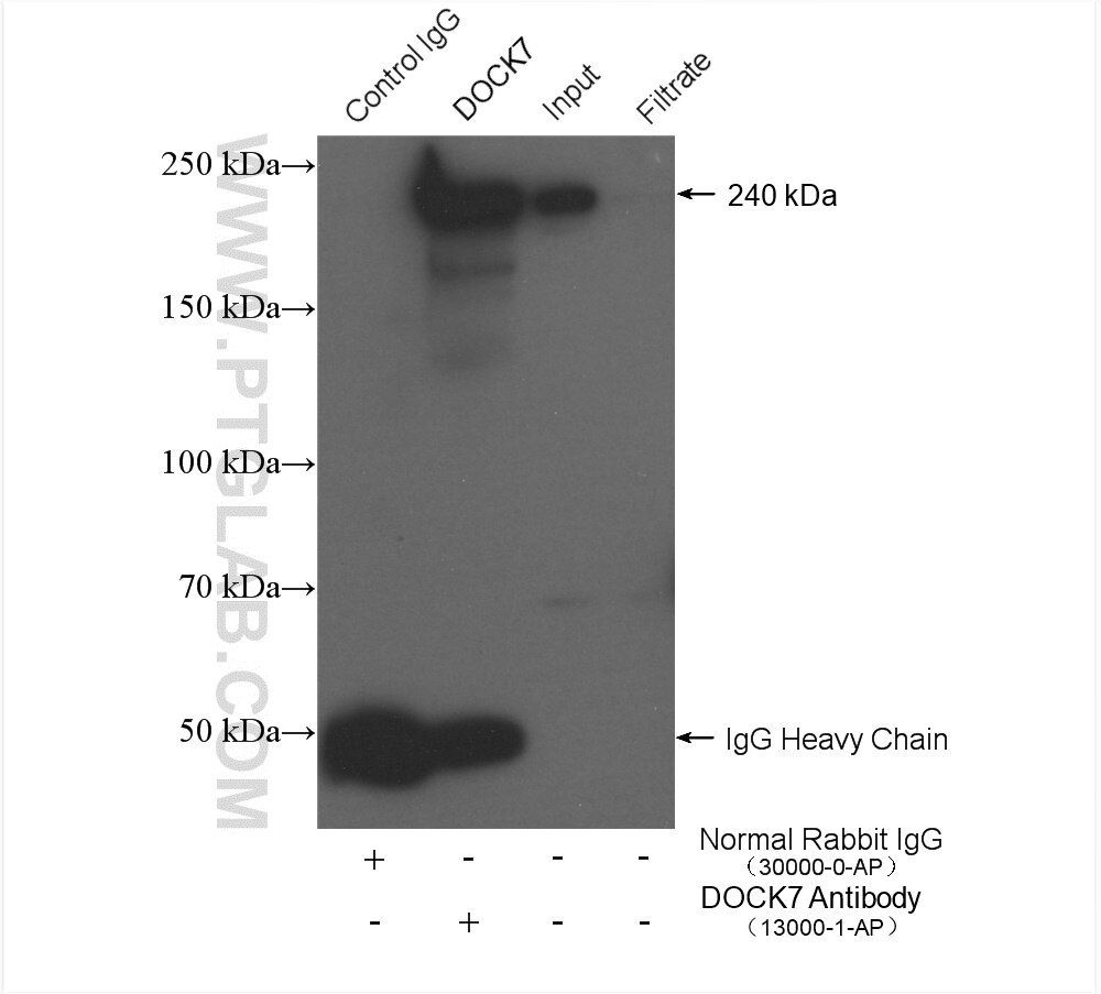 Immunoprecipitation (IP) experiment of HeLa cells using DOCK7 Polyclonal antibody (13000-1-AP)