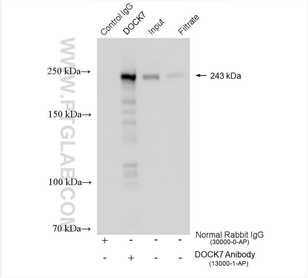 Immunoprecipitation (IP) experiment of HeLa cells using DOCK7 Polyclonal antibody (13000-1-AP)