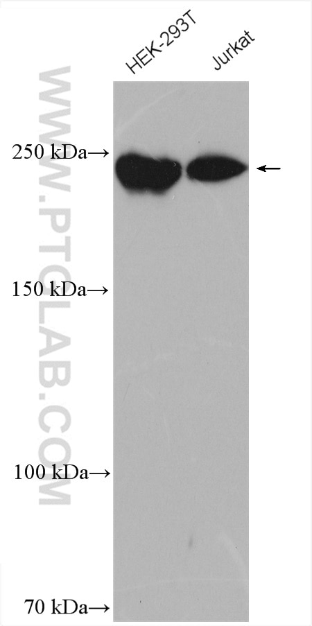 Western Blot (WB) analysis of various lysates using DOCK7 Polyclonal antibody (13000-1-AP)