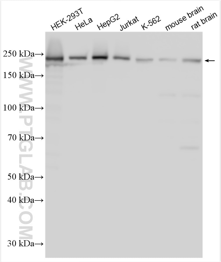 Western Blot (WB) analysis of various lysates using DOCK7 Polyclonal antibody (13000-1-AP)