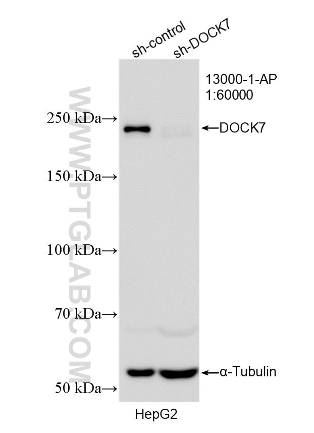 WB result of DOCK7 antibody (13000-1-AP; 1:60000; incubated at room temperature for 1.5 hours) with sh-Control and sh-DOCK7 transfected HepG2 cells. Western Blot (WB) analysis of HepG2 cells using DOCK7 Polyclonal antibody (13000-1-AP)