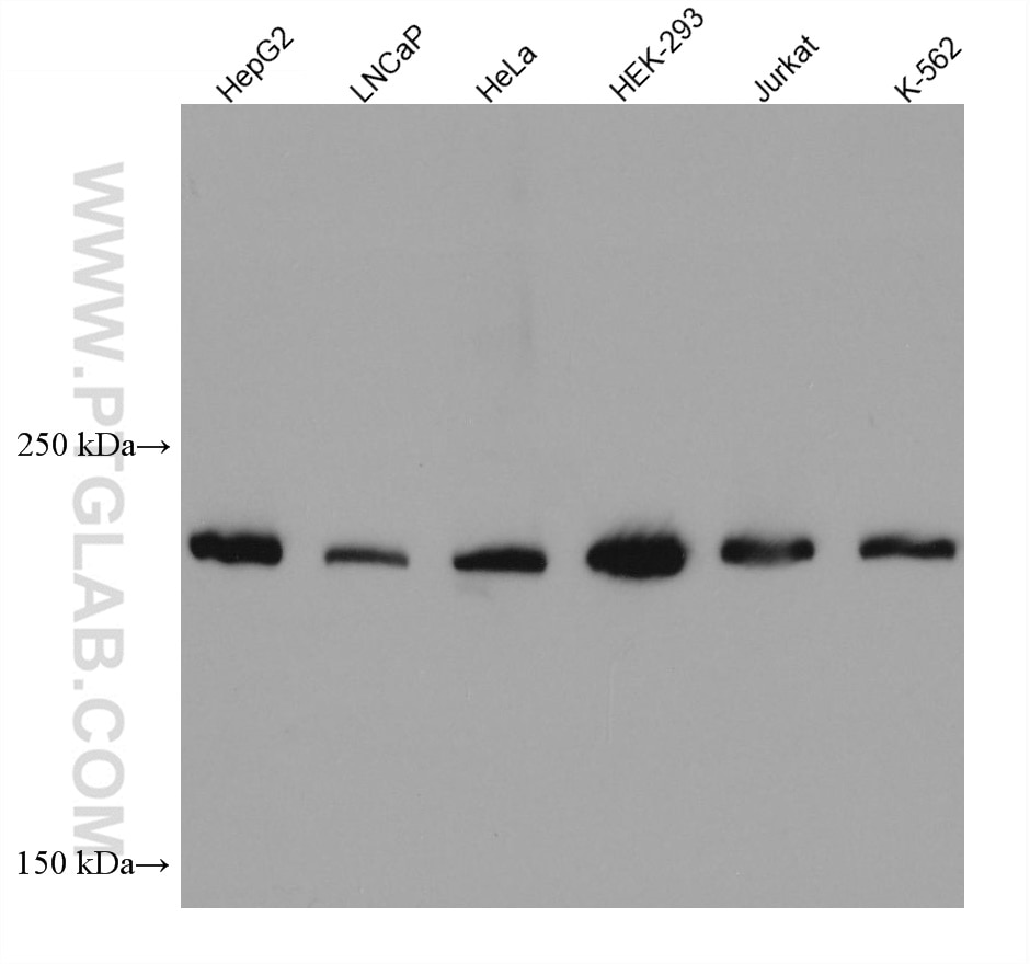 Western Blot (WB) analysis of various lysates using DOCK7 Monoclonal antibody (67842-1-Ig)