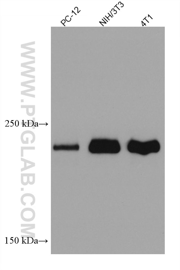 Western Blot (WB) analysis of various lysates using DOCK7 Monoclonal antibody (67842-1-Ig)