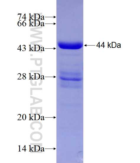 DOCK7 fusion protein Ag28417 SDS-PAGE