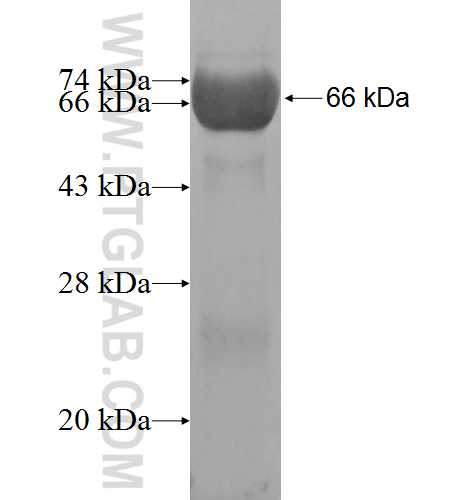 DOCK7 fusion protein Ag3671 SDS-PAGE