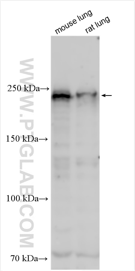 Western Blot (WB) analysis of various lysates using DOCK8 Polyclonal antibody (11622-1-AP)