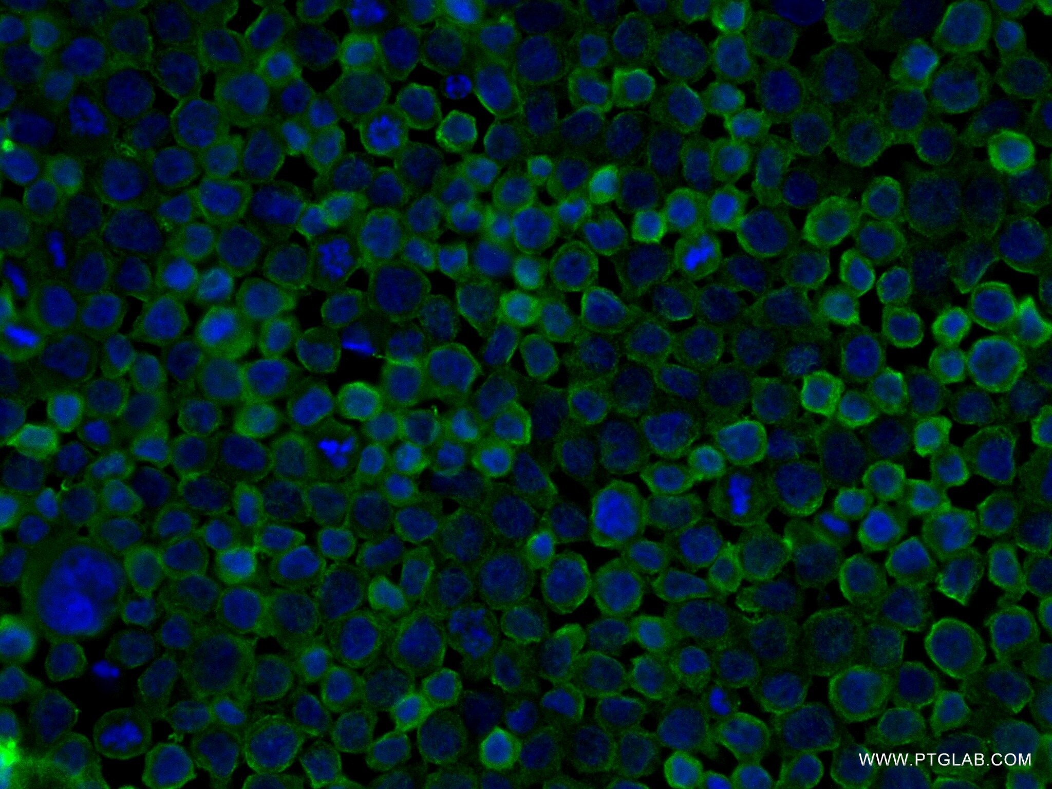 IF Staining of THP-1 using 83270-2-RR