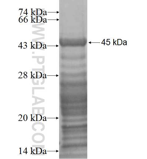 DOCK8 fusion protein Ag2040 SDS-PAGE